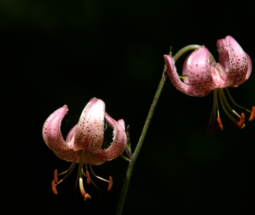 Lilium martagon / Giglio martagone